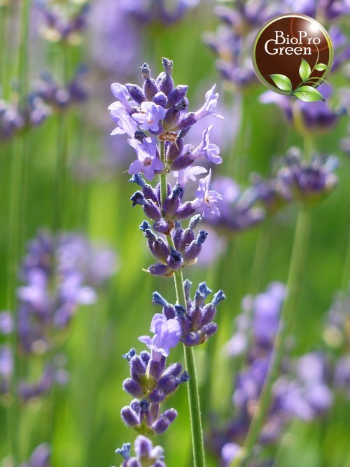 Spike Lavender Essential Oil